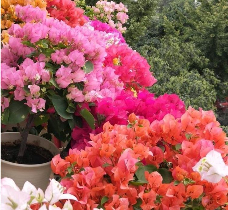 绿萝|养此款花卉，好养如绿萝，简单易成活，纯洁美