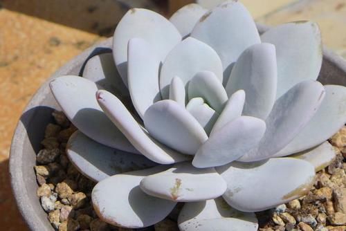 喜欢多肉的花友都有这3种朋友，第三种不是傻是真爱，遇到是福气