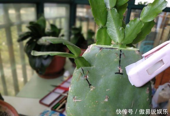 嫁接|嫁接蟹爪兰最好的“季节”,仙人掌割一刀,插上蟹爪兰,飞快开花