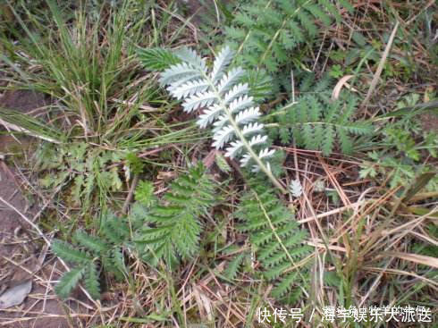 流血处|农村一种野草，农民拿叶子当菜吃，不知根部珍贵，人称“天藕”