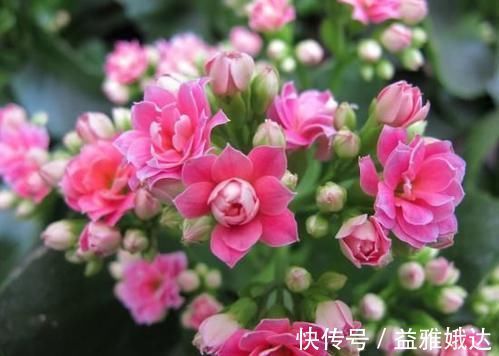 板结|养花要注意,这几种水不能浇花,不然黄叶又烂根!