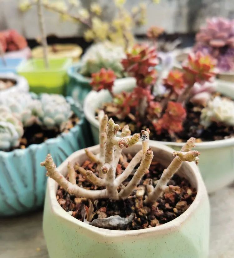 黛比|佛系养肉人生活明朗,多肉可爱,唯适者生存!