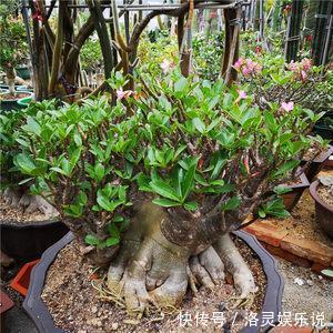 沙漠玫瑰不开花简单“4步”操作,30天开成“玫瑰树”