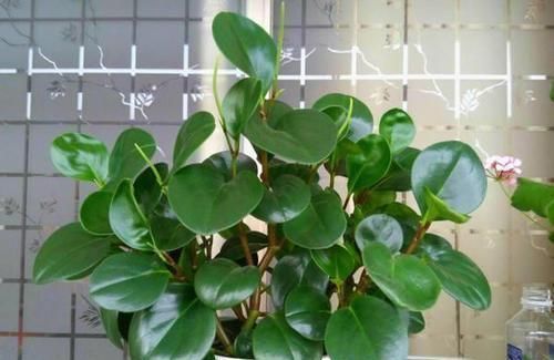 再忙也要养盆这种花，比绿萝好养，比发财树漂亮，还能防辐射