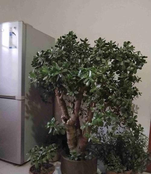  持树干粗壮|玉树扦插很简单，剪下几根老枝，插在花土里，蹭蹭冒大白跟