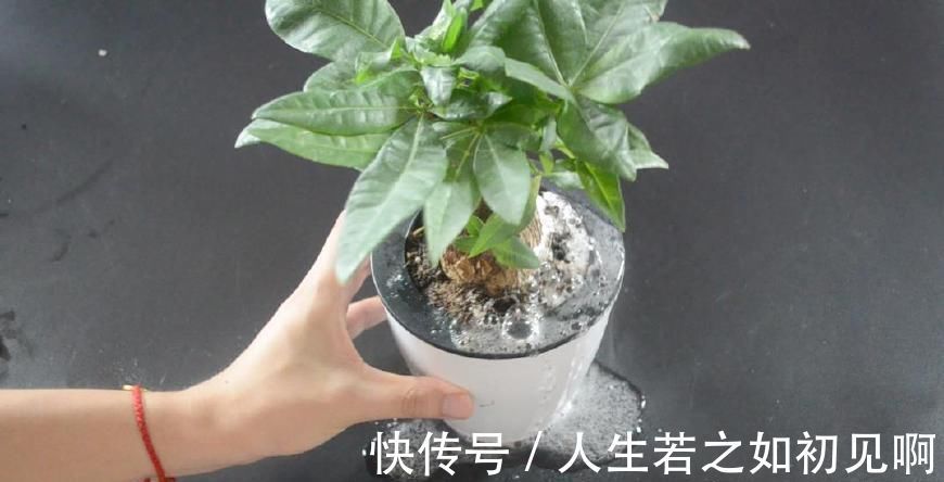 花盆里撒一点它, 不烂根不生虫, 花草越长越茂盛, 简直太实用了