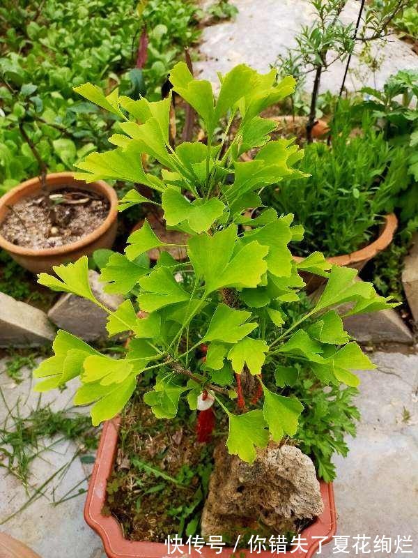 能活几十年的花，家里养一盆，还能养成传家宝