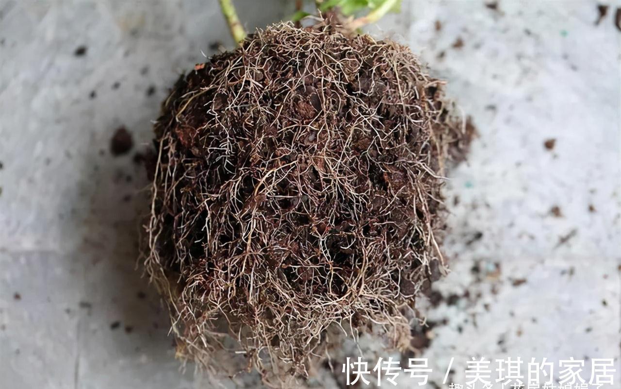 养花时明明没有多浇水，为什么还是“烂根”了？原因在这儿