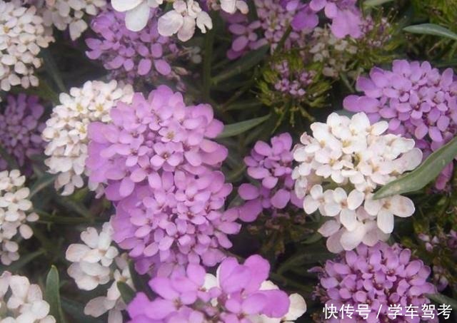 家中养什么花别错过“这5种”,四季赏花,四季常青,净化空气!