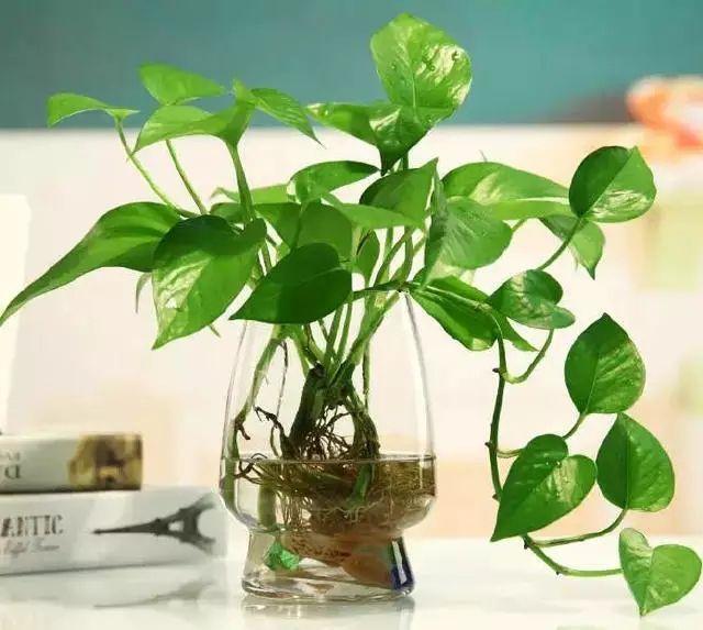 水培绿萝，叶子又厚又绿，根白的喜人，因为水里加了它