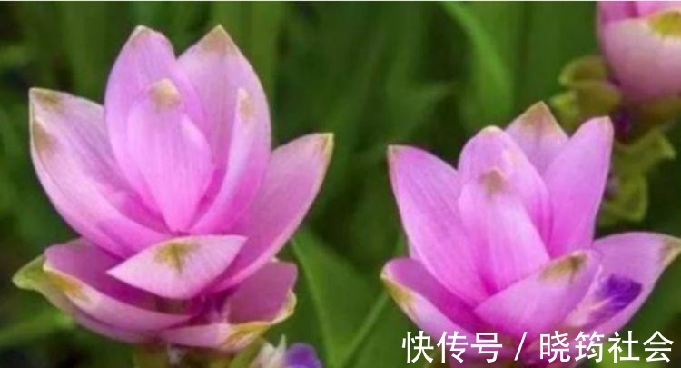 百合花|4种花深受花友的喜欢,开花爆盆很简单,美不胜收,你养了吗