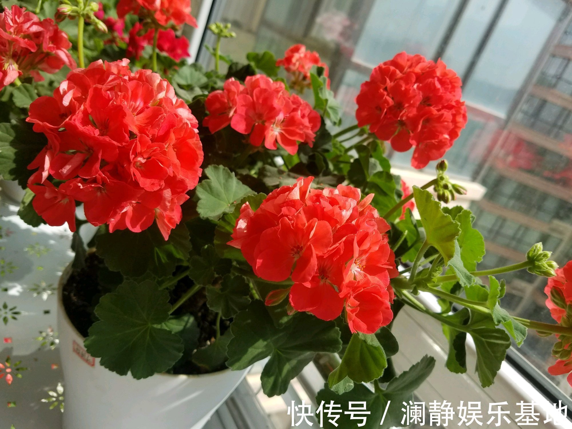 4种花马上要“醒了”，抓住时机“喂饱”它，才能多开花
