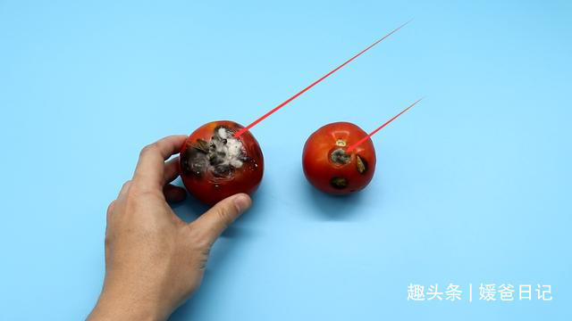 西红柿烂了别丢,越烂就越好,以前丢浪费了