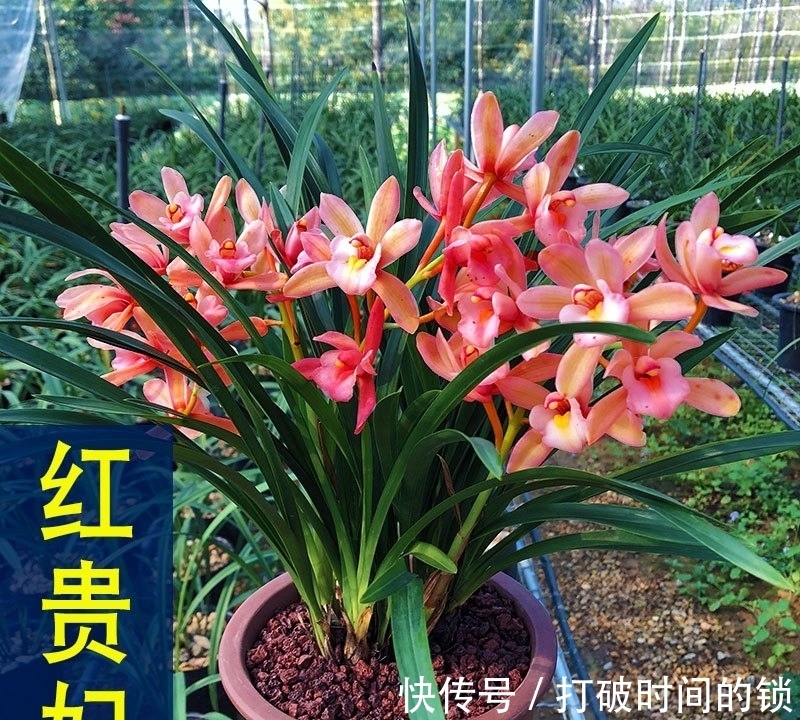 它被誉为“兰中贵妃”,有色有香,花姿典雅,值得花迷们居家养护