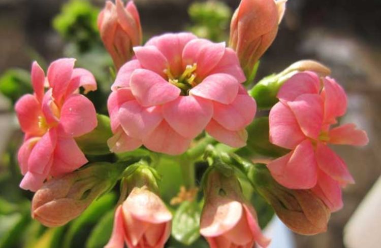 聪明人都养几种花，净化空气，比牡丹美，比绿萝好养！