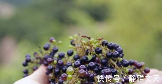 果实|山里“4种”野果子,以前砍柴时吃到吐,如今满山找不到1棵,可惜