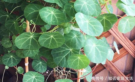 客厅|客厅养上几种花,大气上档次,好看又好养,值得拥有!