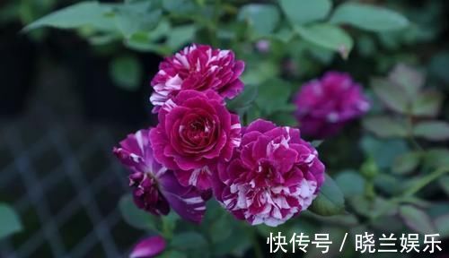 张大爷|张大爷的院子里只养1种花,一年观花200天,邻居看了都羡慕