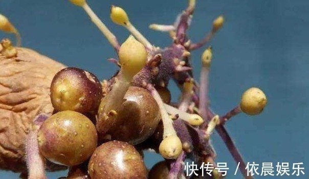 豆芽|生活中发现两种食物发芽后,大家一般都扔了,可真浪费