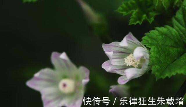 水瓶|6天后，花香飘溢，思念无解，主动打破，重整心态迎好运