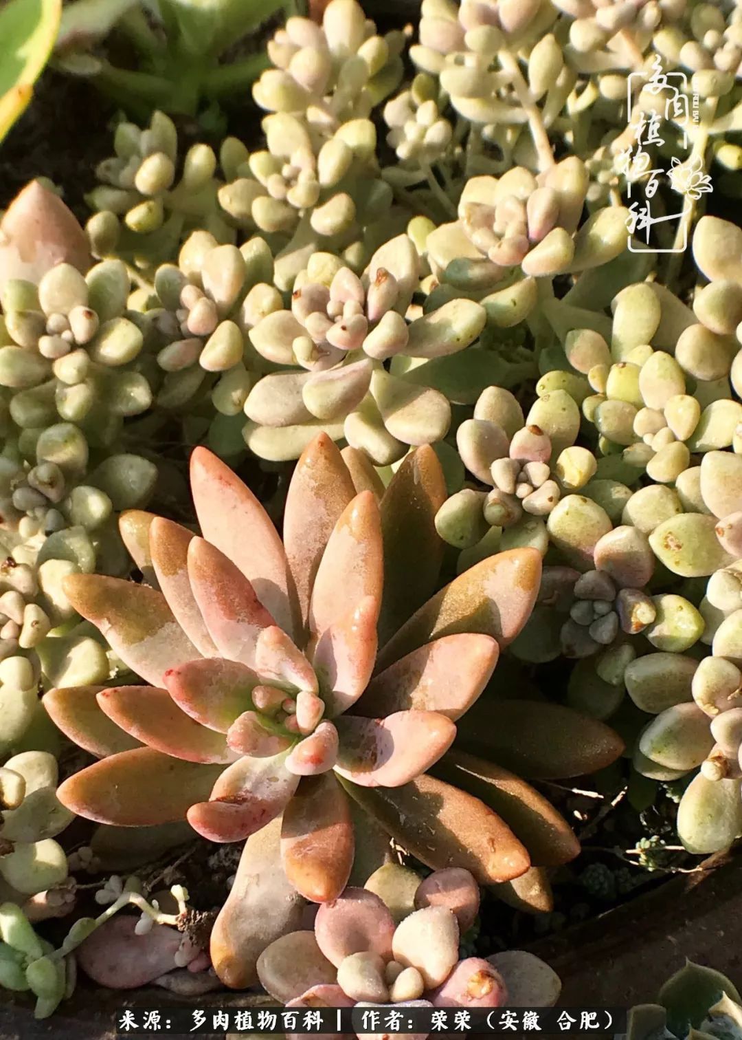 金秋时节,变化带来的惊喜不正是养肉的乐趣所在么!