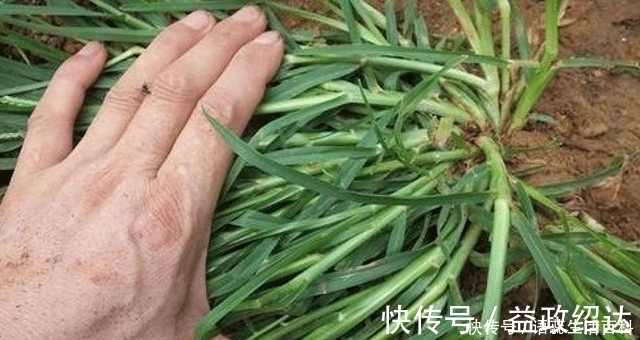 珍惜|农村一种杂草叫拔不动，市面十几元一斤，碰到珍惜