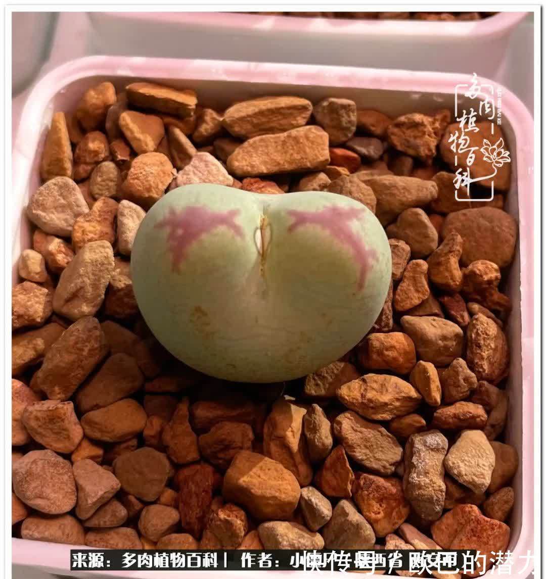 从景天到水泡和肉锥,那些年阳台种植多肉的历程!