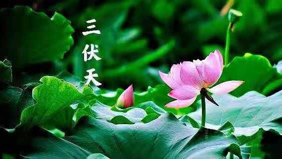 美味|三伏天爱流汗，记得给家人做这道菜，营养又美味，上桌汤汁也不剩