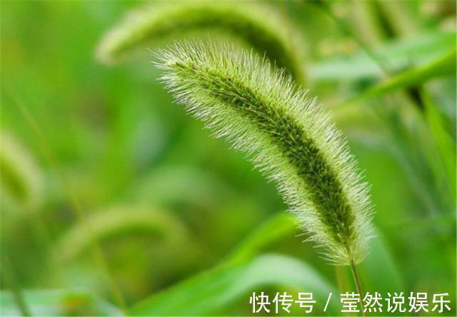 庄稼|别再把狗尾巴草给扔了,它的这些养生功效,你都知道多少