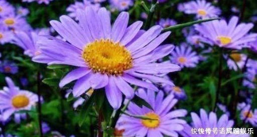 紫苑紫苑花|养花就养此4种,比绿萝好养,花开一朵,满屋子香气