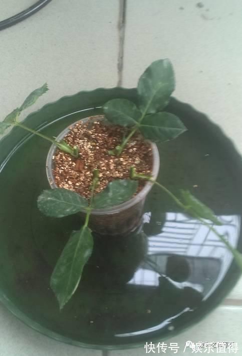 扦插|学会这种扦插法,2周生根,插什么活什么,太简单了!