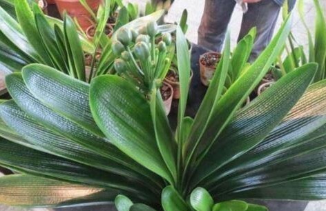 2种小东西,盆里加一点,君子兰叶肥如网,1年2次花,新芽冒不停