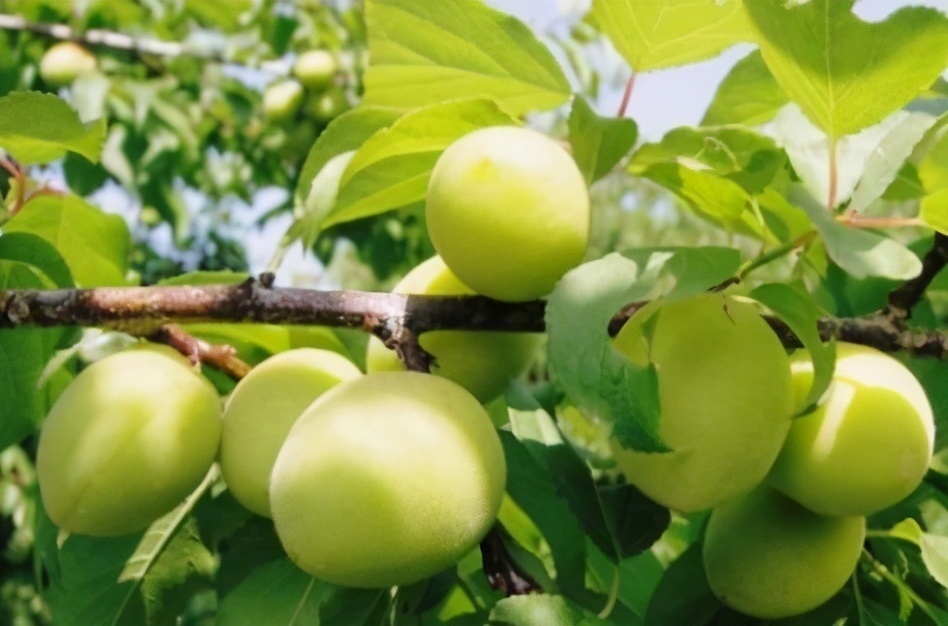 菠萝蜜|对身体不错的三种食物,要坚持天天吃,排毒养颜,改善肤质!