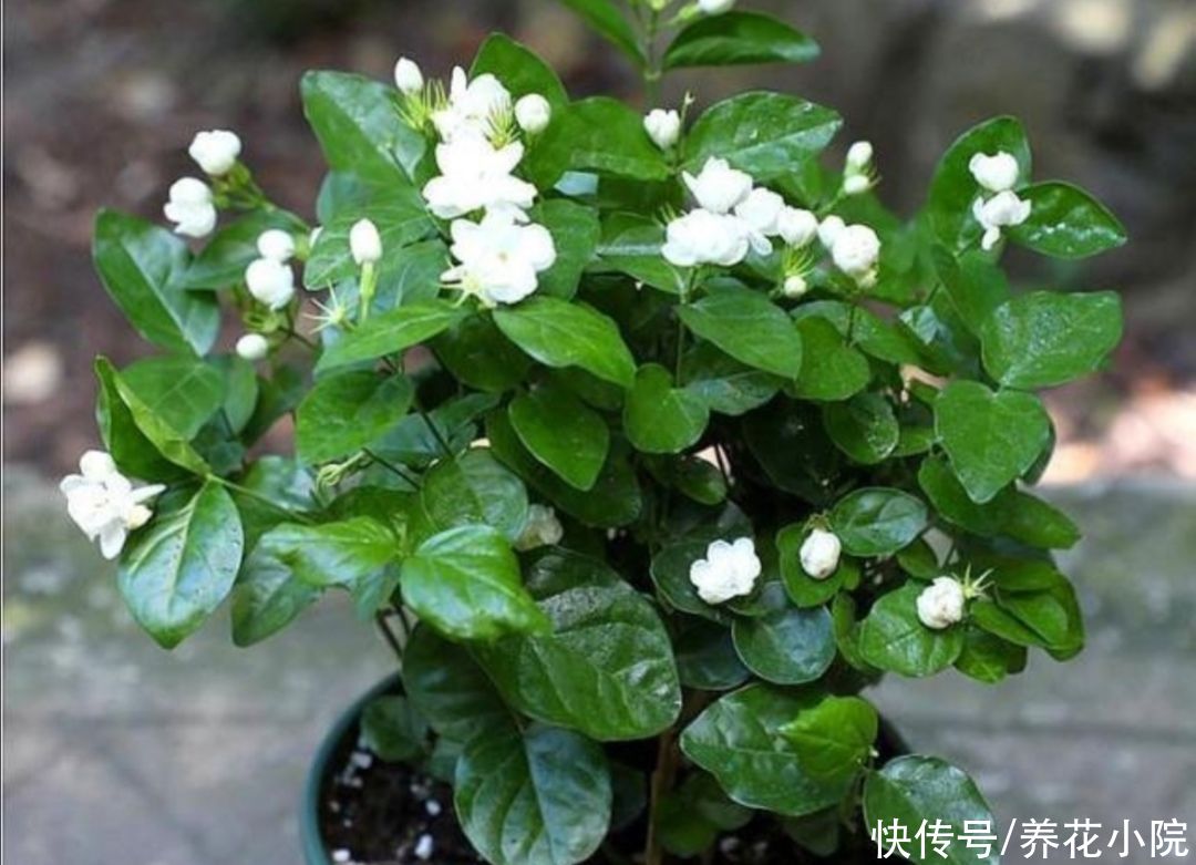 叶子|3种花爱喝“酸水”，1个月浇一次，叶子绿油油的