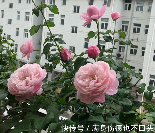 扦插|月季水插移栽总是死苗?教你3个妙招,10天存活,一个月开花