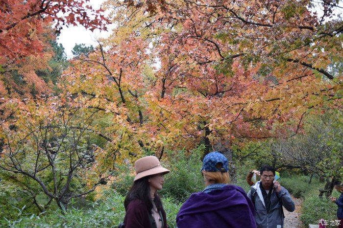 天平山|【喜迎国庆】停车坐爱枫林晚，霜叶红于二月花。游天平山赏枫叶