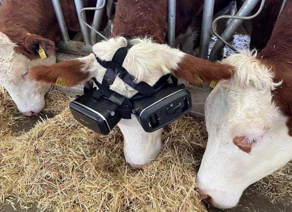 奶牛|土耳其的牛戴上VR眼镜，以为自己在草原，心情更好产奶更多