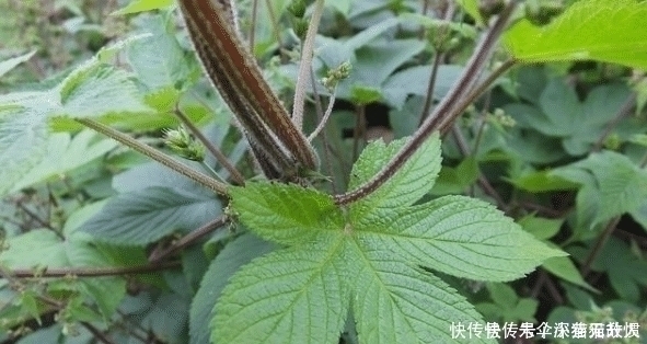 中药材|农村一种野草俗称“拉拉秧”,人见人烦,殊不知它的药用价值很高