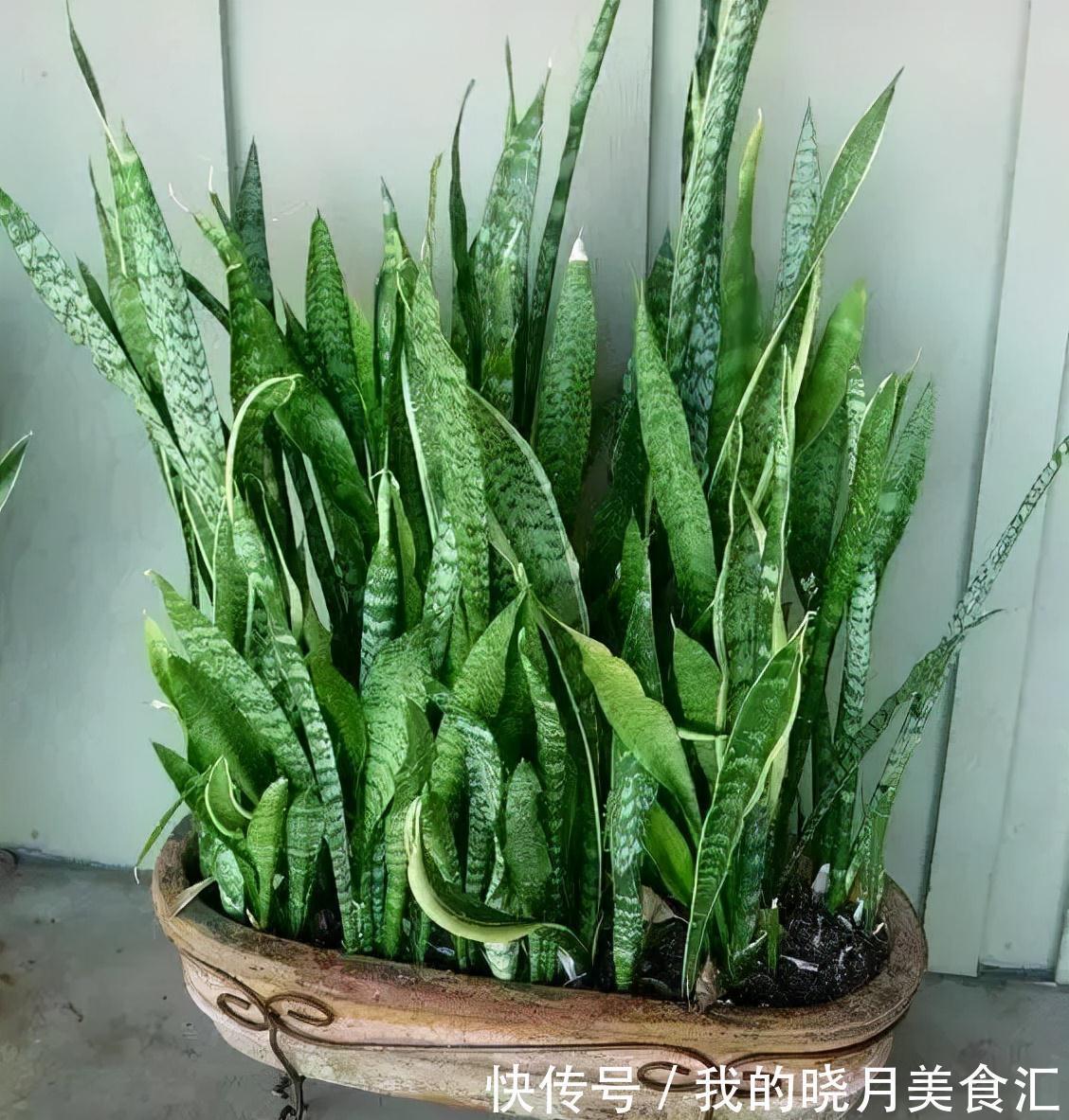 天冷后,需要“穷养”的六种花,水多易烂根,多晒爱生长