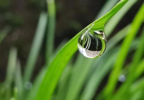 兰花叶子发黑如何补救？简单、有效、又安全的4招