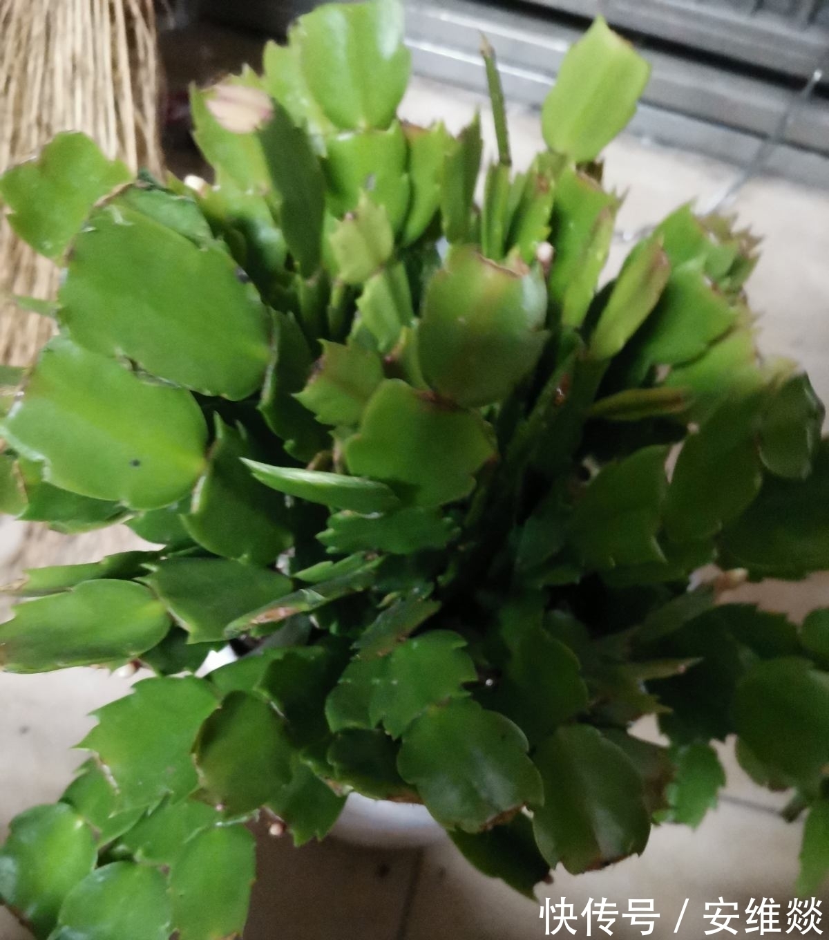 植物出现5种情况,说明根系有问题,要赶紧救治