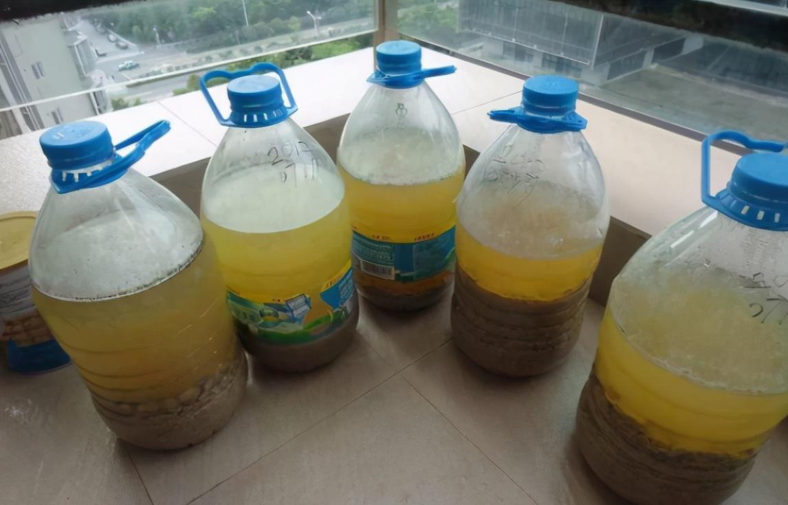 没有肥料养花,拿3样东西自制,操作简单,还能解决花钱问题