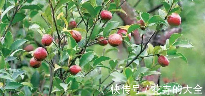 提取|农村果子,可榨油可入药,树叶和花朵都可以吃