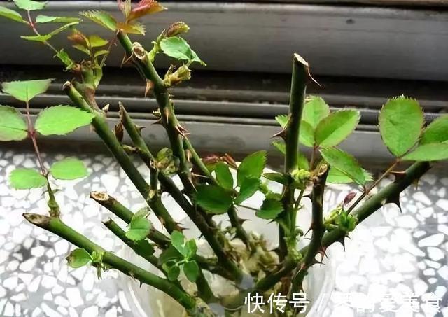 立秋后,建议扦插6种花,温度适宜“利于”生根,成活率高