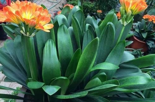 光照|冬天养君子兰有技巧,掌握几个要点,叶片挺拔如折扇,开花鲜艳!