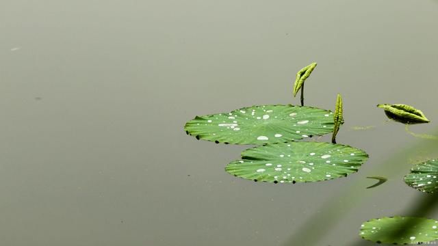  气度|易经智慧，坤卦:以品格立人，以气度处世