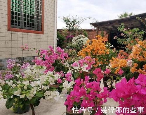 枝条|夏天养三角梅，3个促花“诀窍”，花苞满枝，挤成花树
