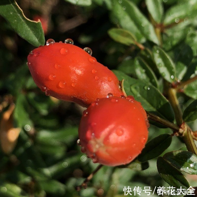 石榴|家里养盆“招财花”,一年四季开红花结红果,“招财旺运”又红火