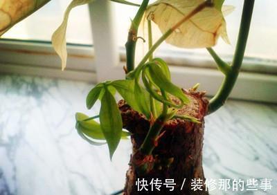 叶尖|避免发财树烂根,叶黄,从预防开始,千万要注意
