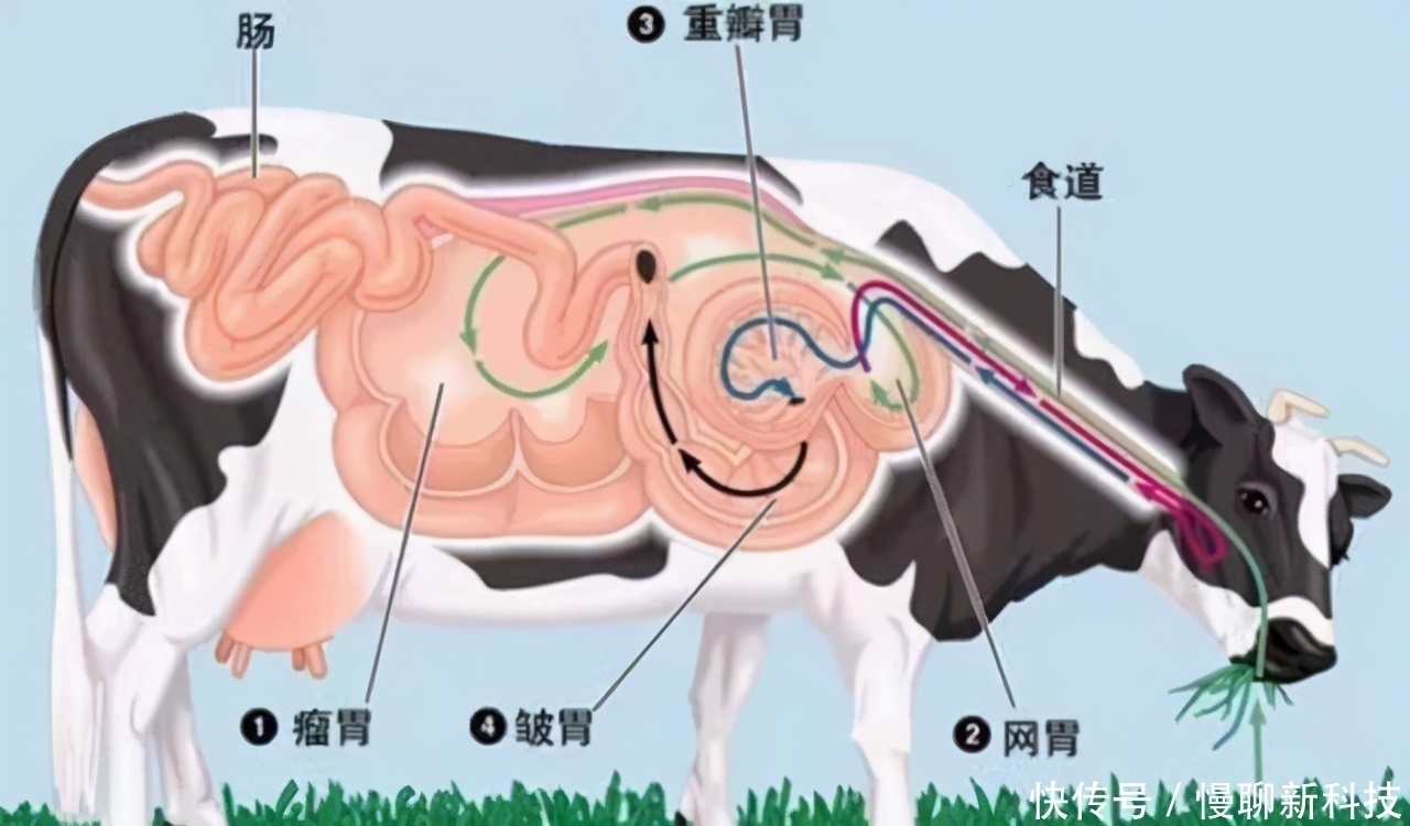 植物营养价值较低，牛只吃草，那它身上的肌肉